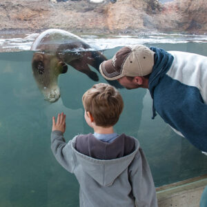 a father and son looking at a seal at the zoo